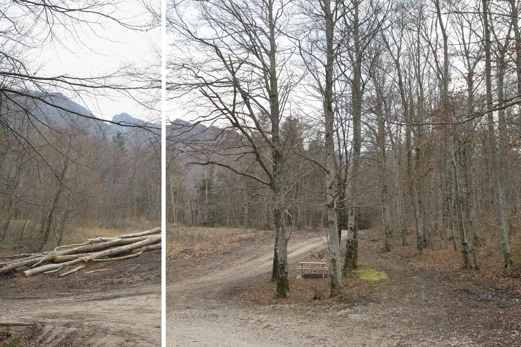 Guillaume Bonnel, metapiction, observatoire photographique de la forêt de Saoû, forêt de Saoû