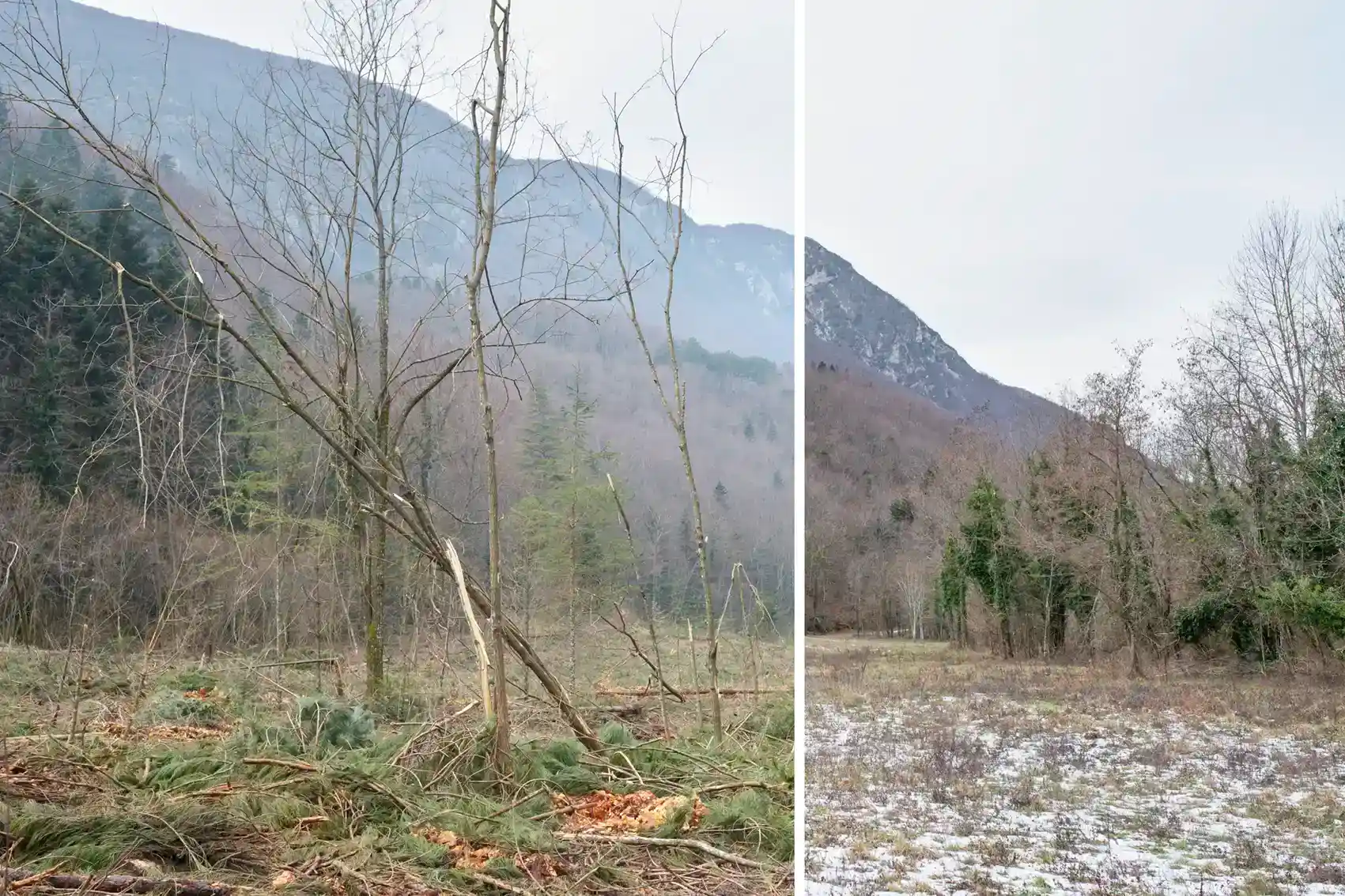 Guillaume Bonnel, metapiction observatoire photographique forêt de Saoû