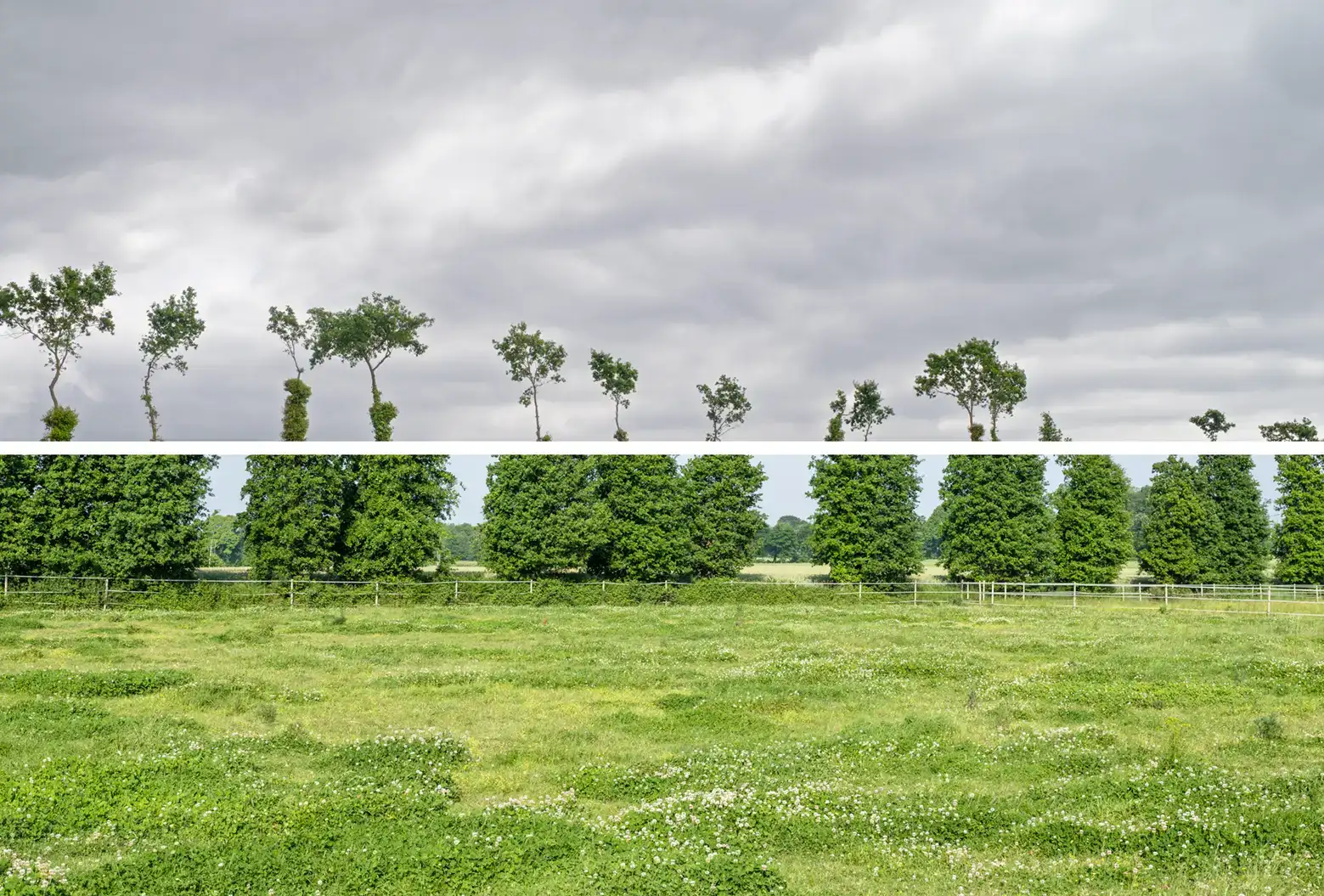 Guillaume Bonnel, metapictions bocage à ragosses